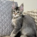 maine coon cat kitten
