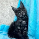 calico maine coon kitten