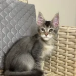 maine coon cat kitten