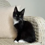 maine coon mix kitten