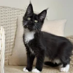maine coon mix kitten