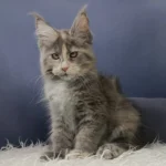 maine coon kitten