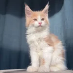 Buy Maine Coon kittens