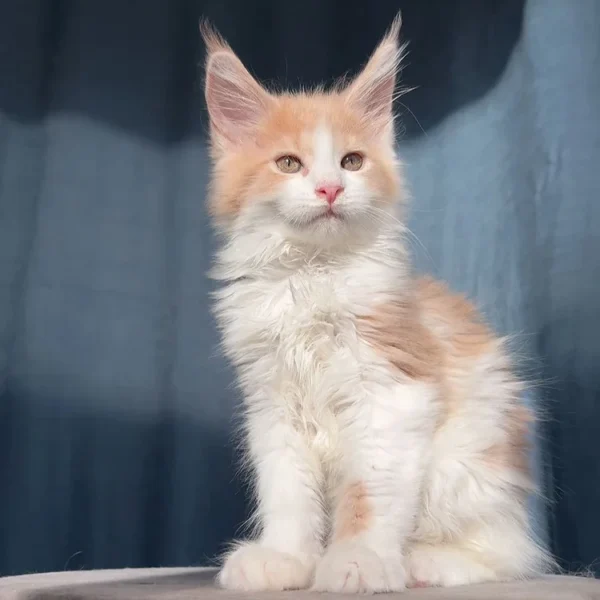 Buy Maine Coon kittens