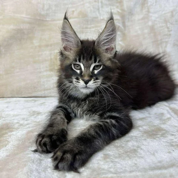 maine coon kitten breeders