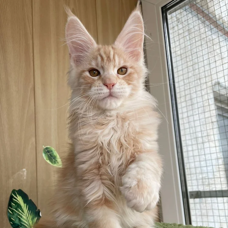 Maine Coon kittens for sale
