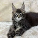 maine coon kitten breeders