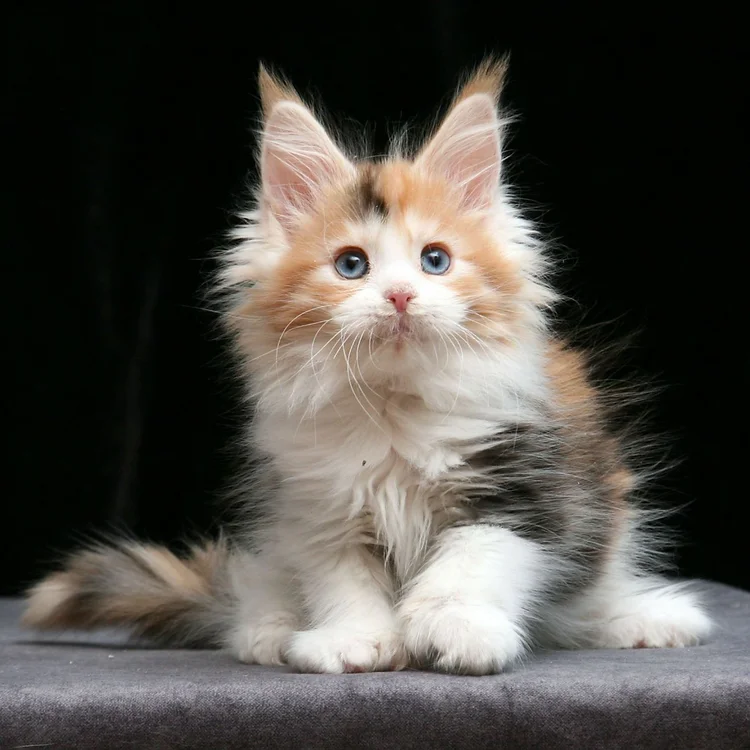 Maine Coon kittens for sale near me