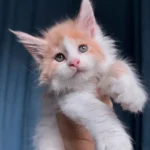 Buy Maine Coon kittens