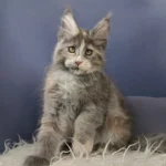 maine coon kitten